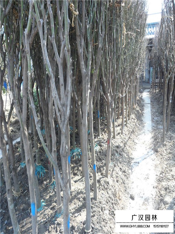 青楓樹種植養護細節(圖3)
