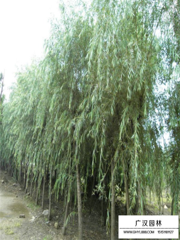 青皮垂柳栽培技術(圖3)