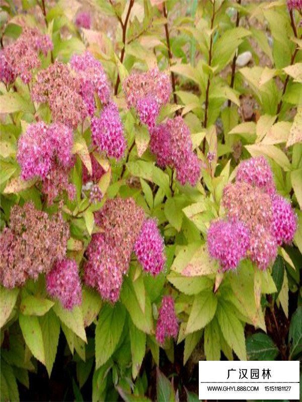 繡線菊價格(圖3)