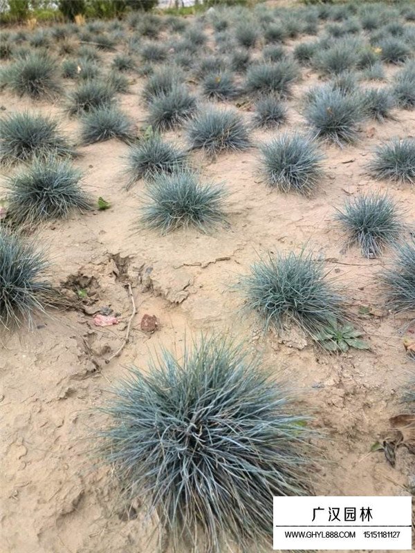 藍羊茅在園林中的應用(圖2)