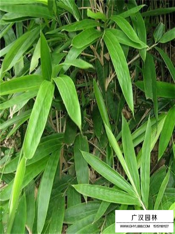 箬竹批發(圖1)
