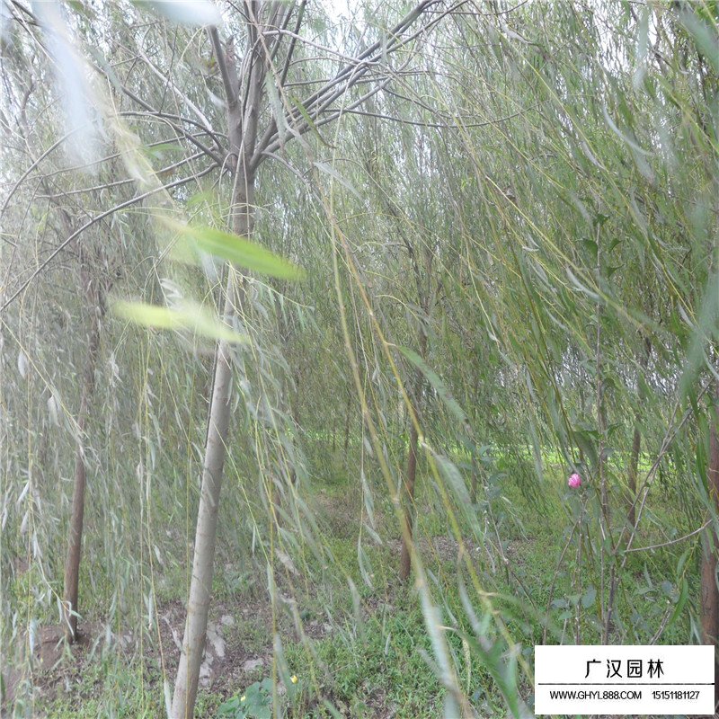 速生柳價格(圖2)