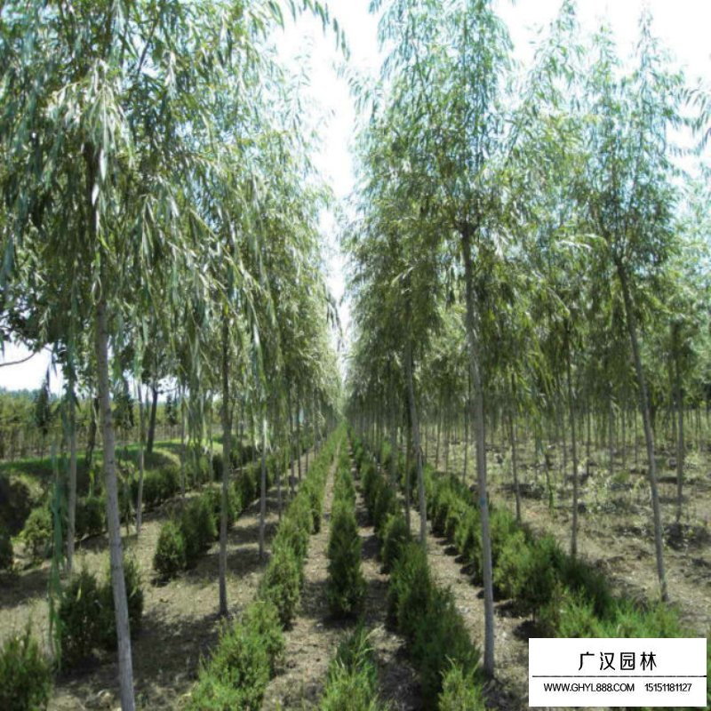 速生柳價格(圖3)