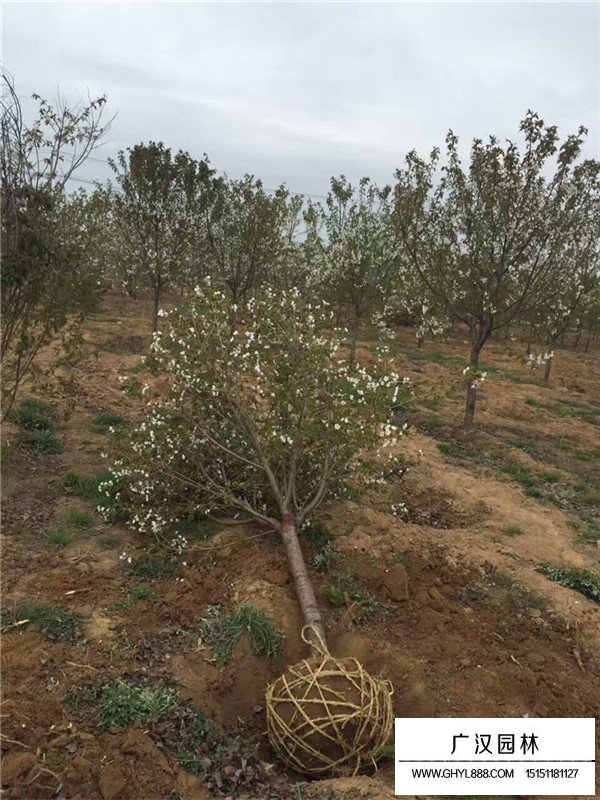 種植櫻花樹前景如何(圖3)