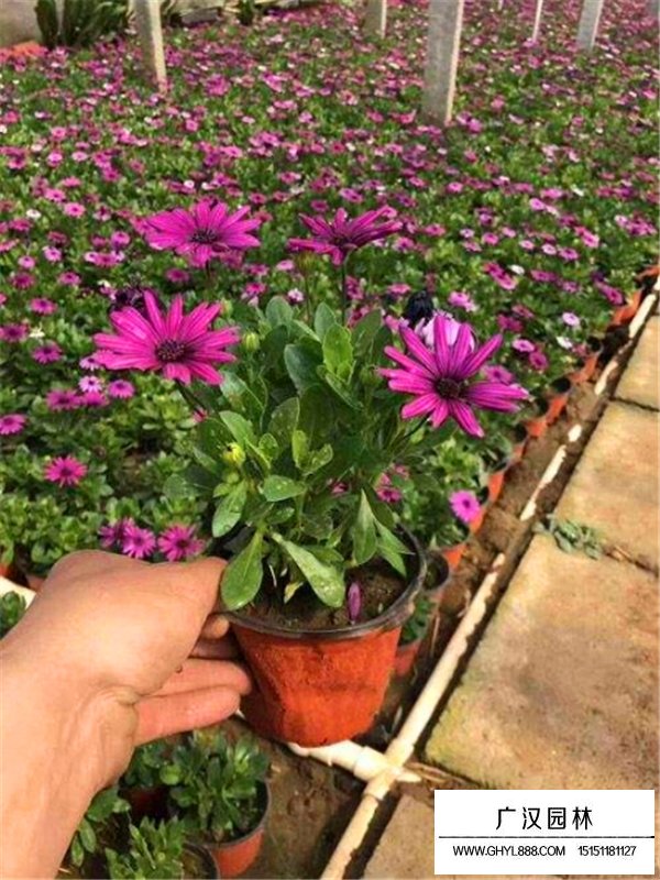 南非萬壽菊主要的價值(圖1)