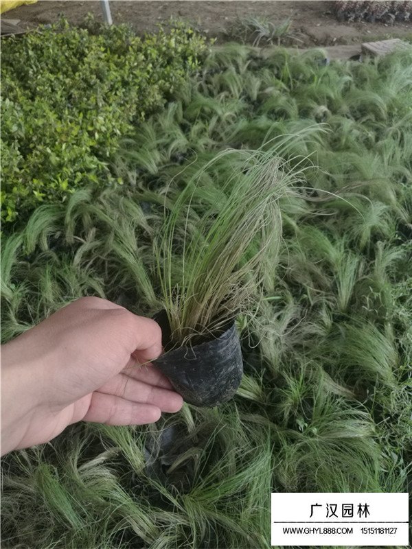 細葉芒草價格(圖1)