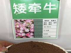 矮牽牛種子