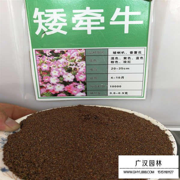 矮牽牛種子(圖1)