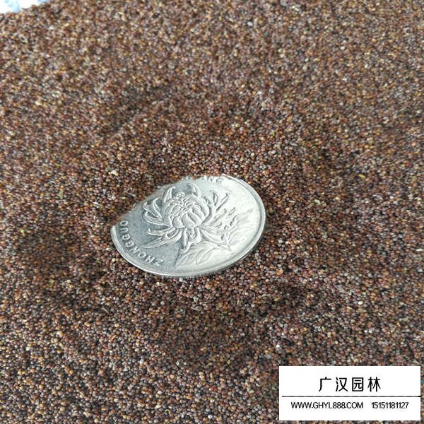 矮牽牛種子(圖3)