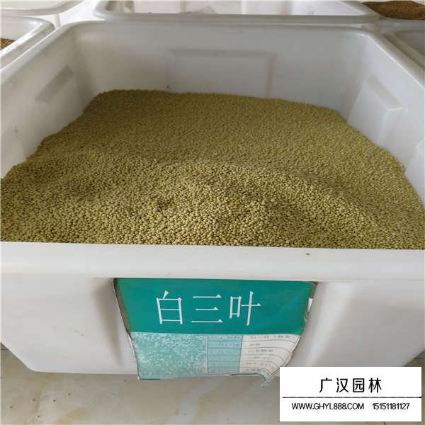 不同檔次白三葉種子的價格(圖1)