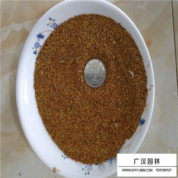 白三葉種子的種植方法(圖4)