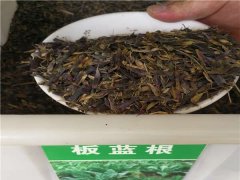 板藍根種子