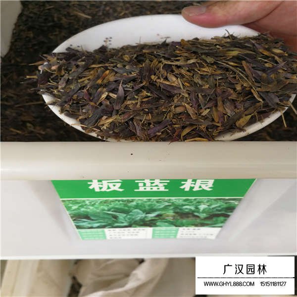 板藍根種子(圖1)