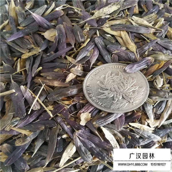 板藍根種子(圖2)