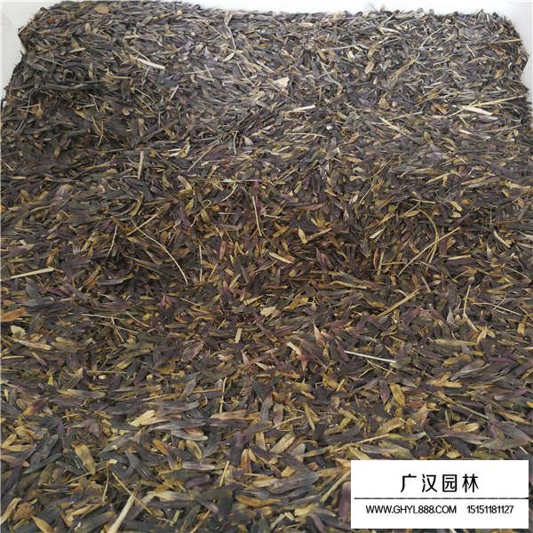 板藍根種子(圖3)