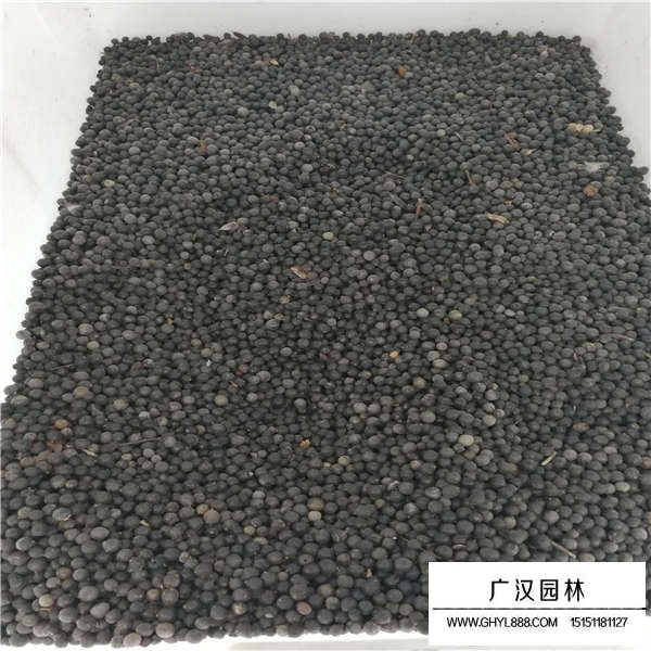 北欒種子(圖2)