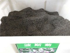 波斯菊種子