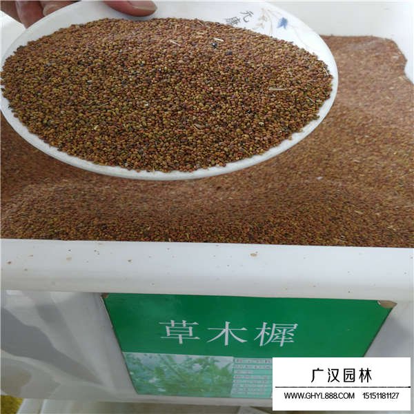 草木樨種子(圖1)