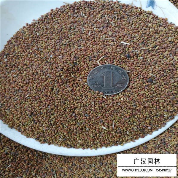 草木樨種子(圖2)