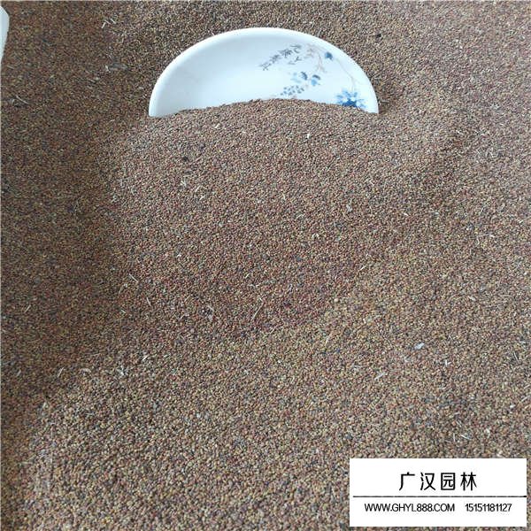 草木樨種子(圖3)