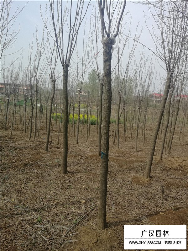 香花槐價格(圖3)