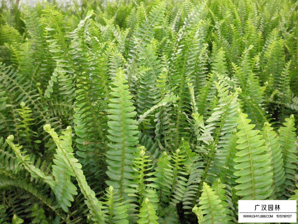 腎蕨是什么植物(圖3)