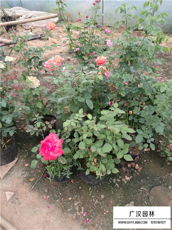 月季花的市場行情(圖1)