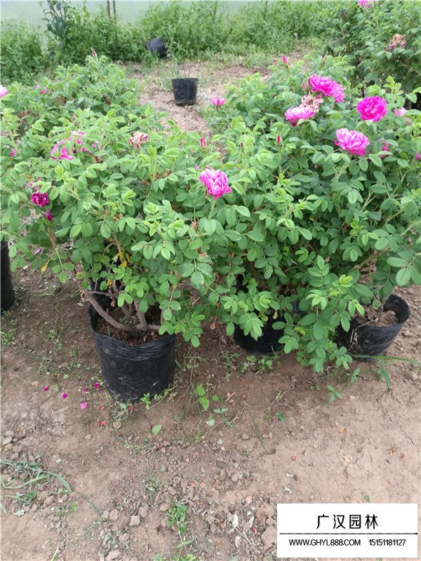 月季花的市場行情(圖4)