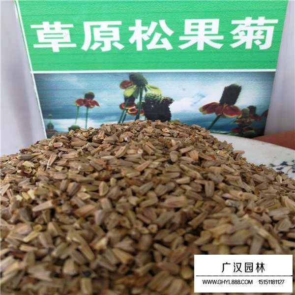 草原松果菊的價值(圖1)
