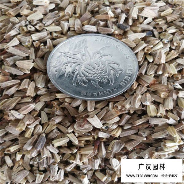 草原松果菊的價值(圖2)