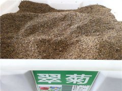 翠菊種子