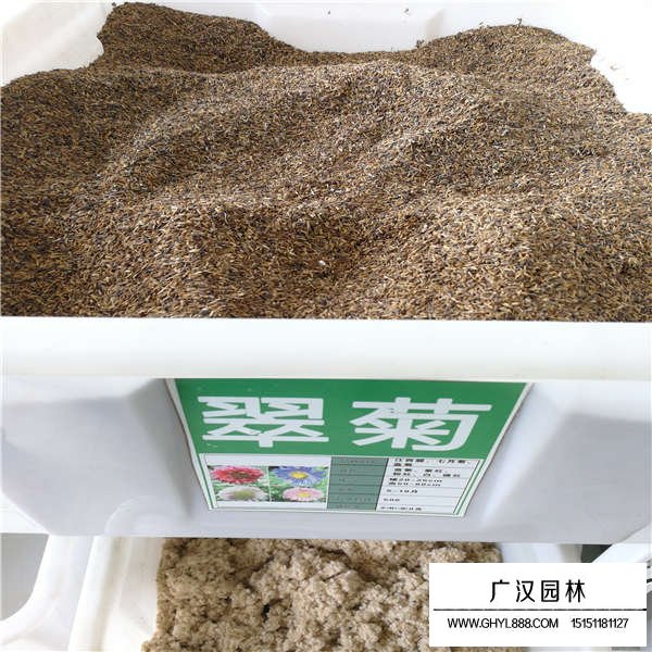 翠菊種子(圖1)