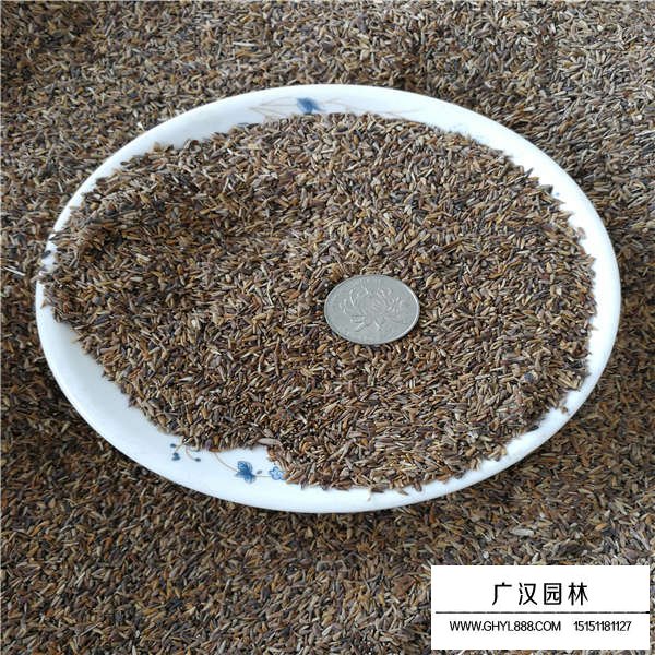 翠菊種子(圖2)