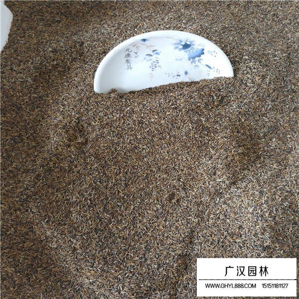 翠菊種子(圖3)