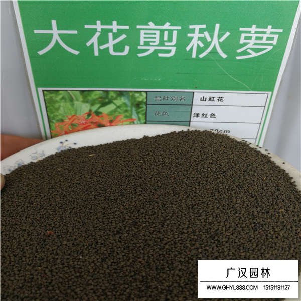 大花剪秋蘿種子怎么賣(圖1)
