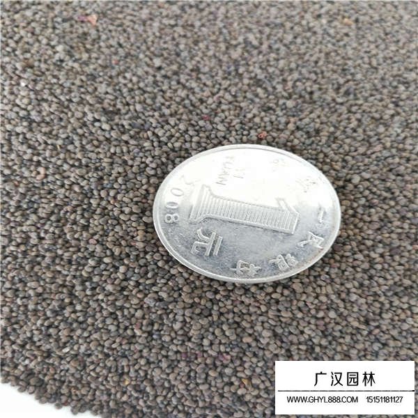大花剪秋蘿種子怎么賣(圖3)