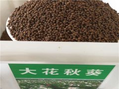 大花秋葵種子