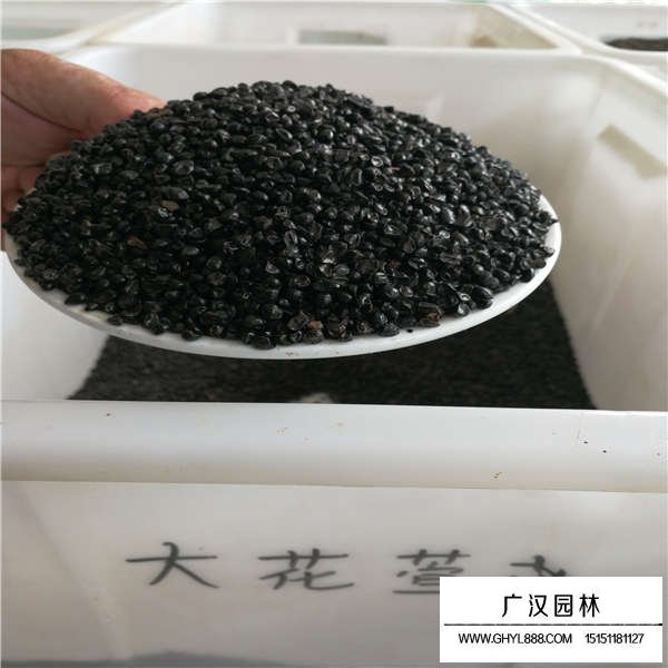大花萱草種子(圖1)