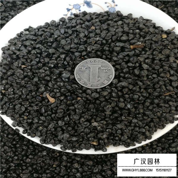 大花萱草種子(圖2)