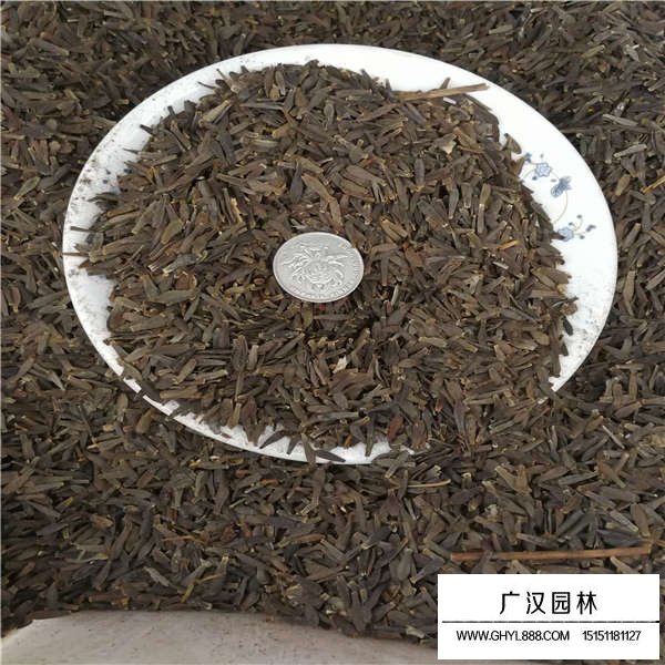 大麗花種子(圖3)