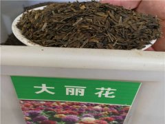 大麗花種子