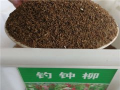 釣鐘柳種子