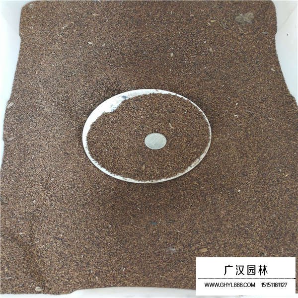 釣鐘柳種子(圖3)