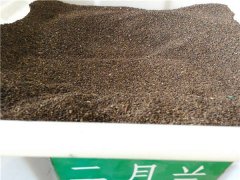 二月蘭種子