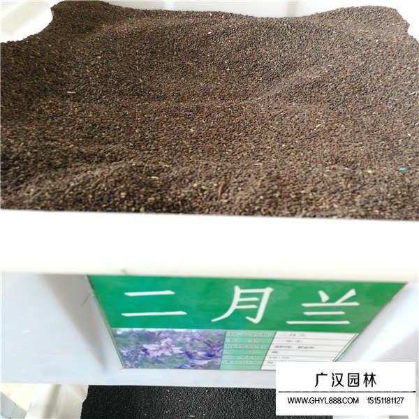 二月蘭種子(圖1)