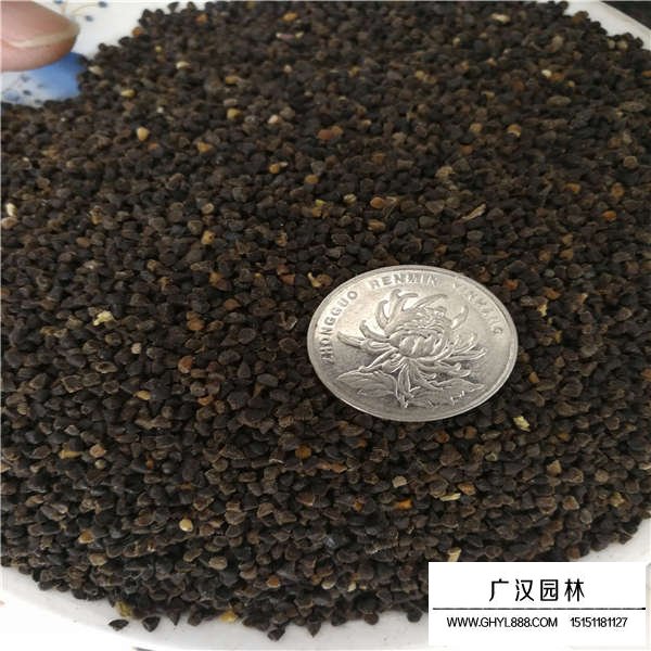 飛燕草種子(圖3)
