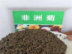 非洲菊種子