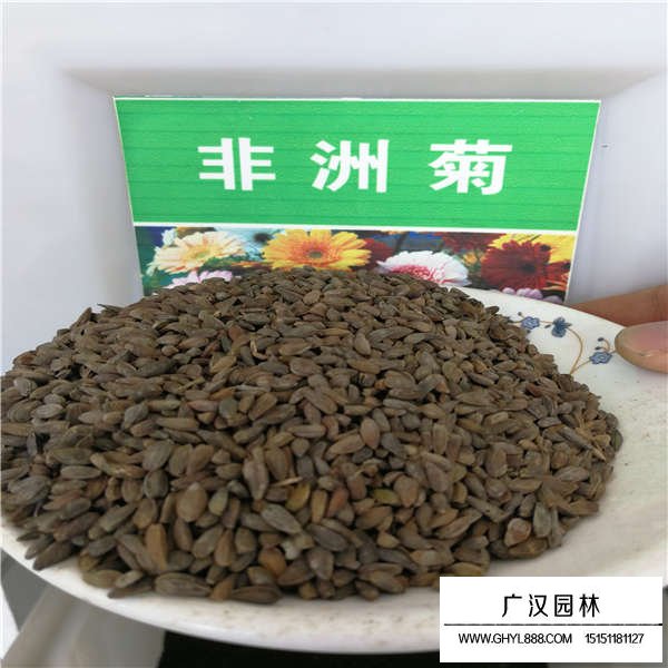 非洲菊種子(圖1)