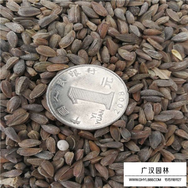 非洲菊種子(圖3)
