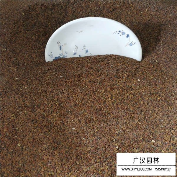 蜂室花種子(圖3)